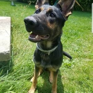 Meet your Posher, Chandler